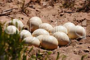 Soon to be big birds.... Shot of a nest of ostrich eggs in the sand.