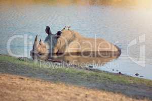 Cooling off. Full length shot of a rhinoceros cooling off in a watering hole.