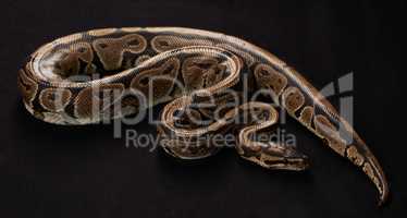 Majestic and deadly. Shot of a Burmese Python against a black background.