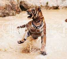 Playful tiger splashing around. Tiger playfully splashes around in the water.