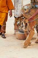 Trainer leading tiger by a leash. Monk and trainer leading tiger by a leash at the Tiger Temple.