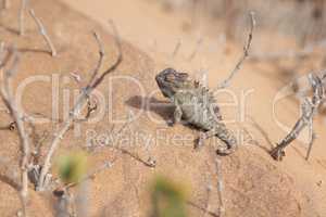 Built to survive this climate. Closeup shot of a chameleon on a sand dune in the desert.