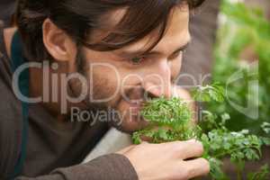 Nothing beats the smell of fresh herbs. A handsome gardener smelling fresh herbs in a nursery.