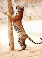 Tiger scratching a pole while standing on its hind legs. Tiger standing on its hind legs at a scratching pole.