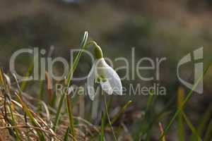 The first snowdrops bloom in early spring