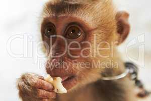 Enjoying some sweet fruit. Closeup of a Thai macaque eating a piece of fruit.