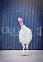 Thats one fine looking fowl. Shot of a turkey on a poultry farm.