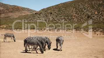 Safety in numbers. Shot of zebras on the plains of Africa.