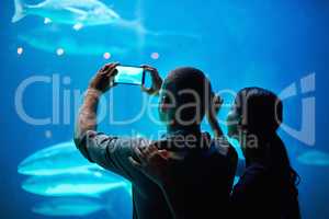 Capture the beauty. Shot of a couple taking a picture of the fish in an aquarium.