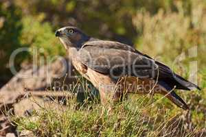 Predator of the skies - Hawk. Shot of a majestic bird of prey.