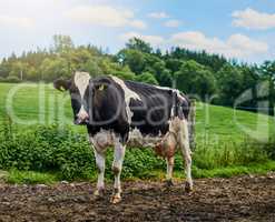Mooooo. Full length shot of a cow standing on a dairy farm.
