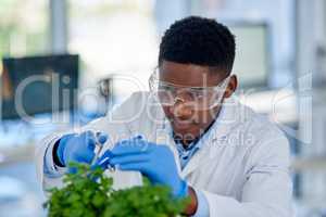 Just giving the plant a bit of a trim. Cropped shot of a focused young male scientist wearing protective gloves and trimming a plant with scissors inside of a laboratory.