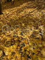 yellow maple leafs carpet at autumn dry sunny day