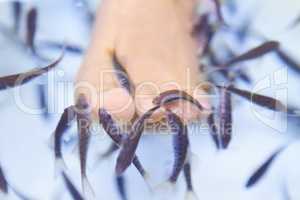 Kangal fish. Closeup of a woman getting a therapeutic fish spa treatment - Thailand.