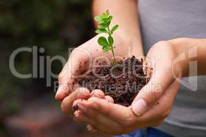 Nurturing the balance of nature. Cropped shot of a young womans hands holding a seedling.