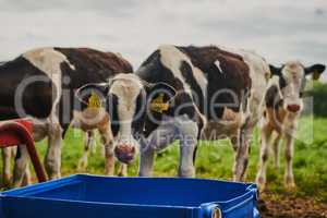 Well fed cows produce the best milk. Cropped shot of a herd of cows feeding on a dairy farm.
