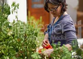 My tomatoes are looking lovely this season. A middle-aged woman picking home-grown tomatoes in her garden.