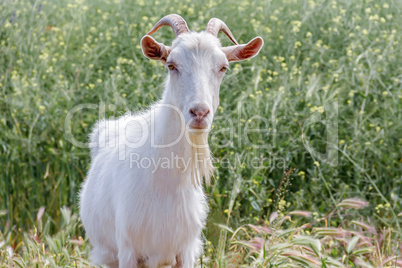 A White goat
