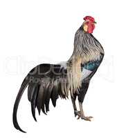 Rare Phoenix breed rooster chicken