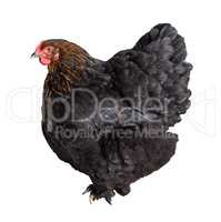 adult black chicken