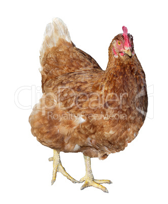 Adult brown chicken
