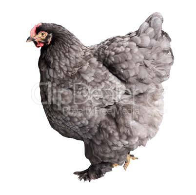 Adult dark gray hen