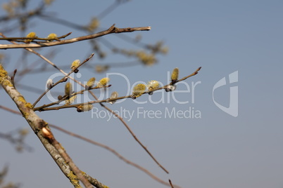 Spring. Willow branch with blooming fluffy buds