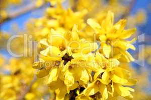 Forsythienblüte