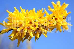 Forsythienblüte