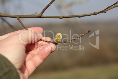 Spring. Willow branch with blooming fluffy buds