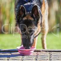 Lapping up the good life. Shot of an adorable german shepherd drinking water in a garden.