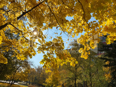 yellow maple leafs on tree at dry sunny autumn day