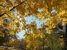 yellow maple leafs on tree at dry sunny autumn day