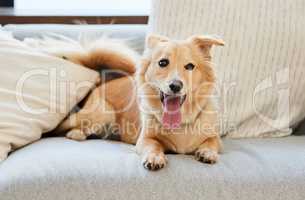 Every dog is the exception. Shot of an adorable fluffy dog relaxing on a couch at home.