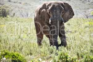 Hey What you looking at. Full length shot of a beautiful elephant standing in the grasslands.