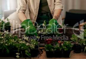 Growth is the one of most beautiful processes in life. Cropped shot of an unrecognizable florist potting plants inside her store.