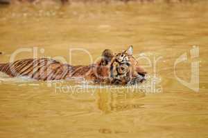 Changes in terrain dont stop this predator. Tiger walking through the water.
