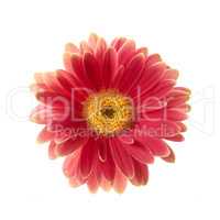 Beautiful gerbera flower. Gerbera is native to tropical regions of South America, Africa and Asia..