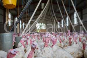 Life on the farm. Shot of a flock of turkeys grouped together in a barn where they get fed.