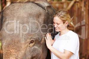 Young researcher with Asian elephant calf - Thailand. A young eco-tourist smiling while she gently strokes a young Asian elephant.