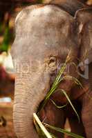 Feeding time at a Thai elephant reserve. A young elephant eating leaves - Closeup.