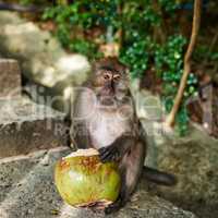 Curious about the world. Shot of a little monkey eating a coconut outside.