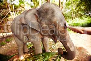 Elephas maxims indices. An eco-tourist reaching out to caress an Asian elephant calf - Thailand.