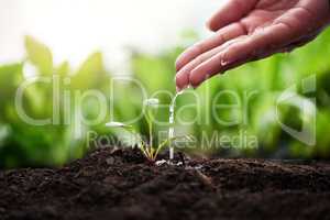 Plants provide aesthetic beauty and materials for our basic needs. Cropped shot of an unrecognizable woman.