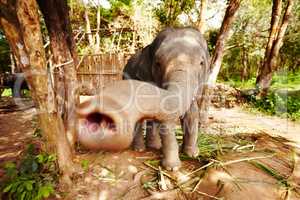 Captive Thai elephant reaching. A young elephant reaching towards the camera with his trunk.