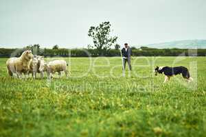 Its a face off. Wide shot of a focused young farmer looking at his dog facing off with tree sheep on a open green field on a farm.