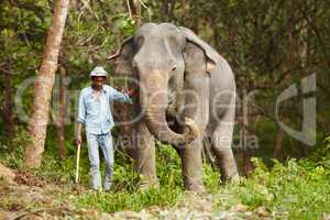 Leading the way. A Thai keeper leading an Asian elephant through the forest - Thailand.
