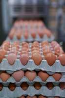 Dozens of dozens of eggs. Shot of packed chicken eggs moving out of a machine inside of a factory.