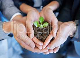 Nurturing the company from birth. A young plant being held by a business professional.