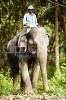 Thai elephant keeper riding domesticated elephant. An elephant keeper riding a young Asian elephant in the forest.